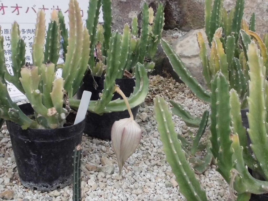 オオバナサイカク　（ドーム）