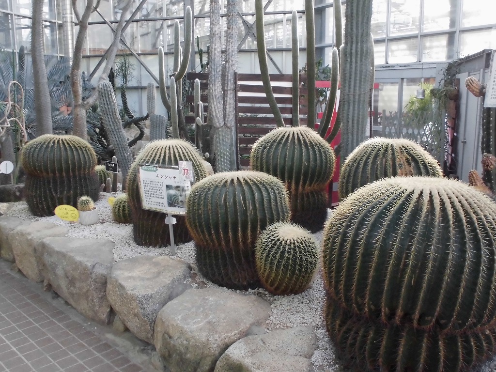 キンシャチ　（ドーム）