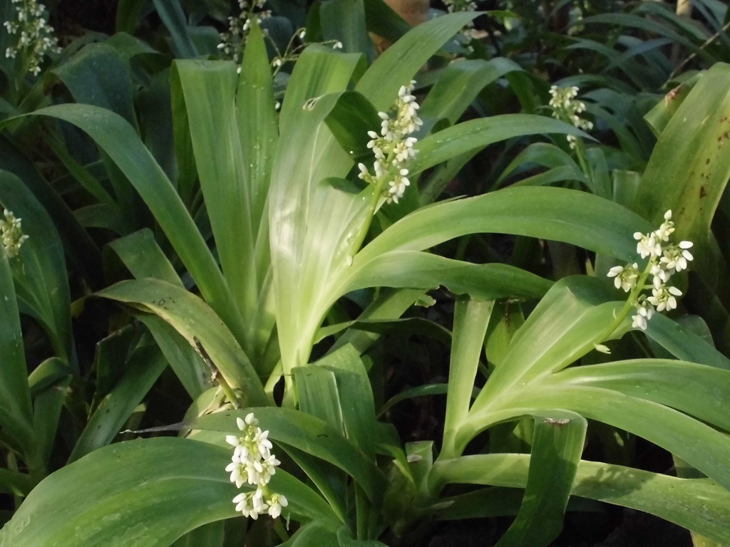 クシフィディウム・カエルレウム　開花中（ドーム）