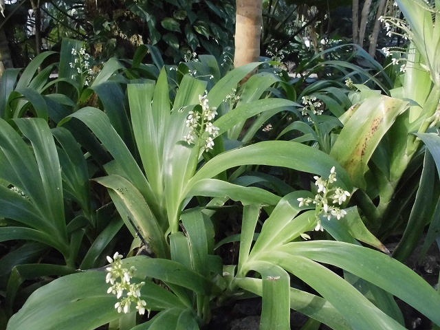 クシフィディウム・カエルレウム　開花中（ドーム）
