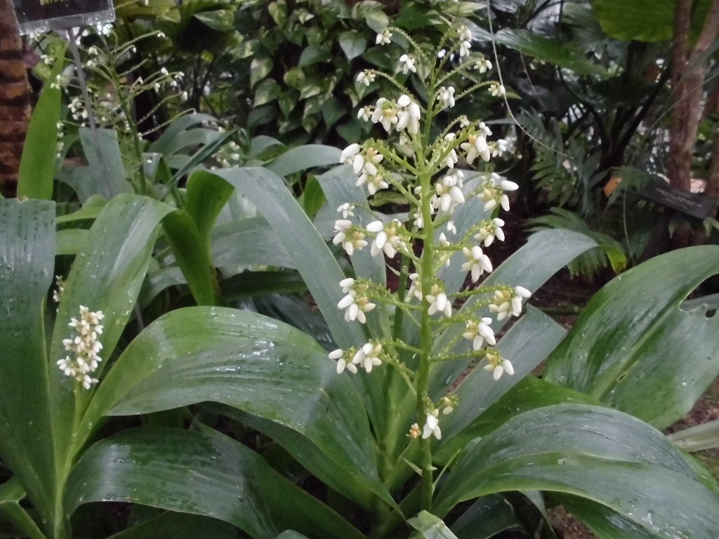 クシフィディウム・カエルレウム　開花中（ドーム）