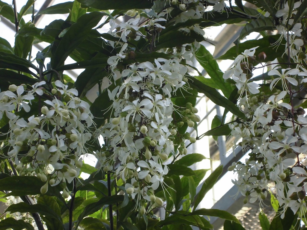 グレープバニラ　開花中（ドーム）