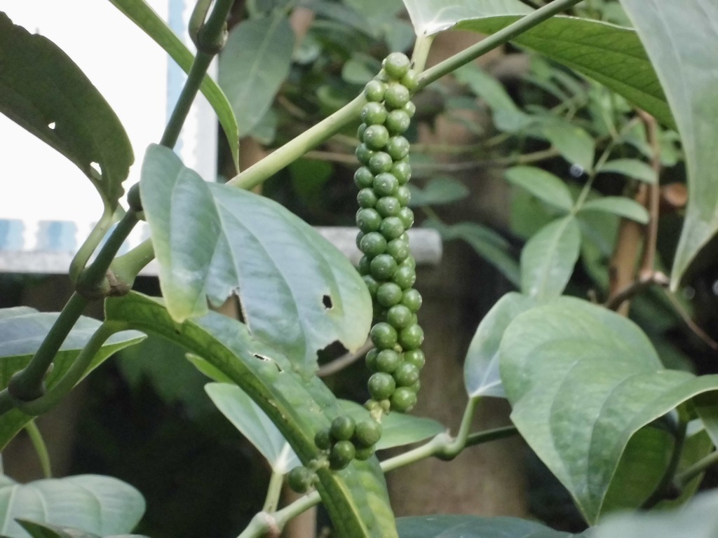 コショウ　結実中（ドーム）