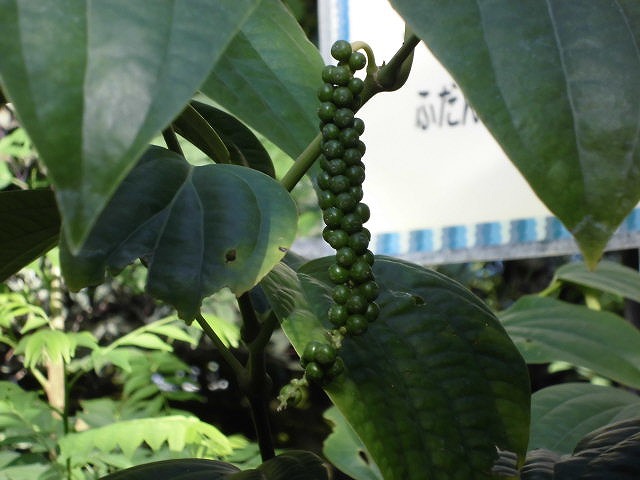 コショウ　結実中（ドーム）