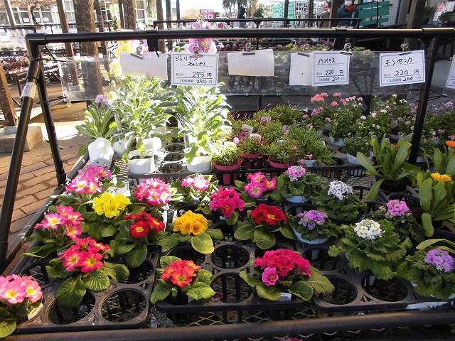 季節の花苗