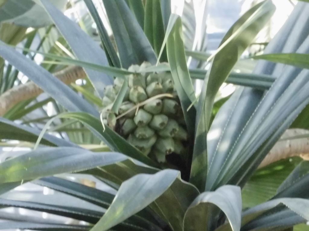 タコノキの実　結実中（ドーム）