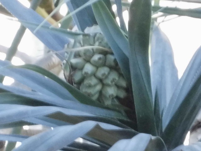 タコノキの実　結実中（ドーム）