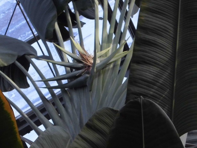 タビビトノキ　開花中（ドーム）