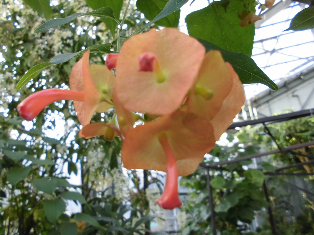 チャイニーズハット　開花中（ドーム）