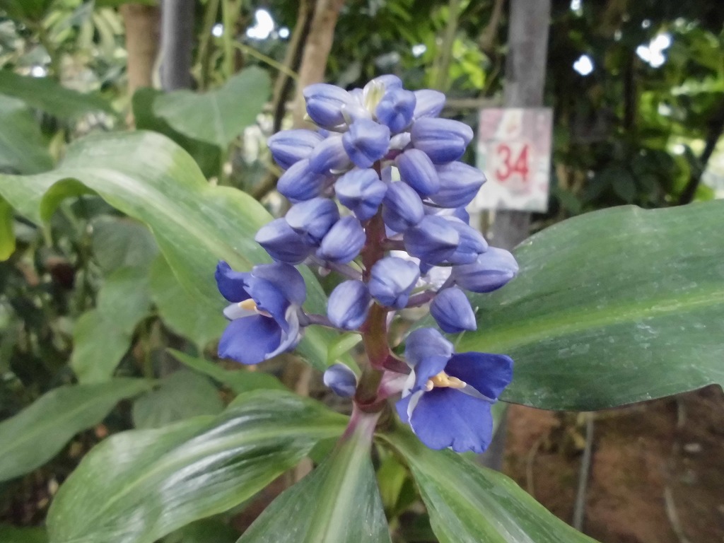 ディコリサンドラ　開花中（ドーム）