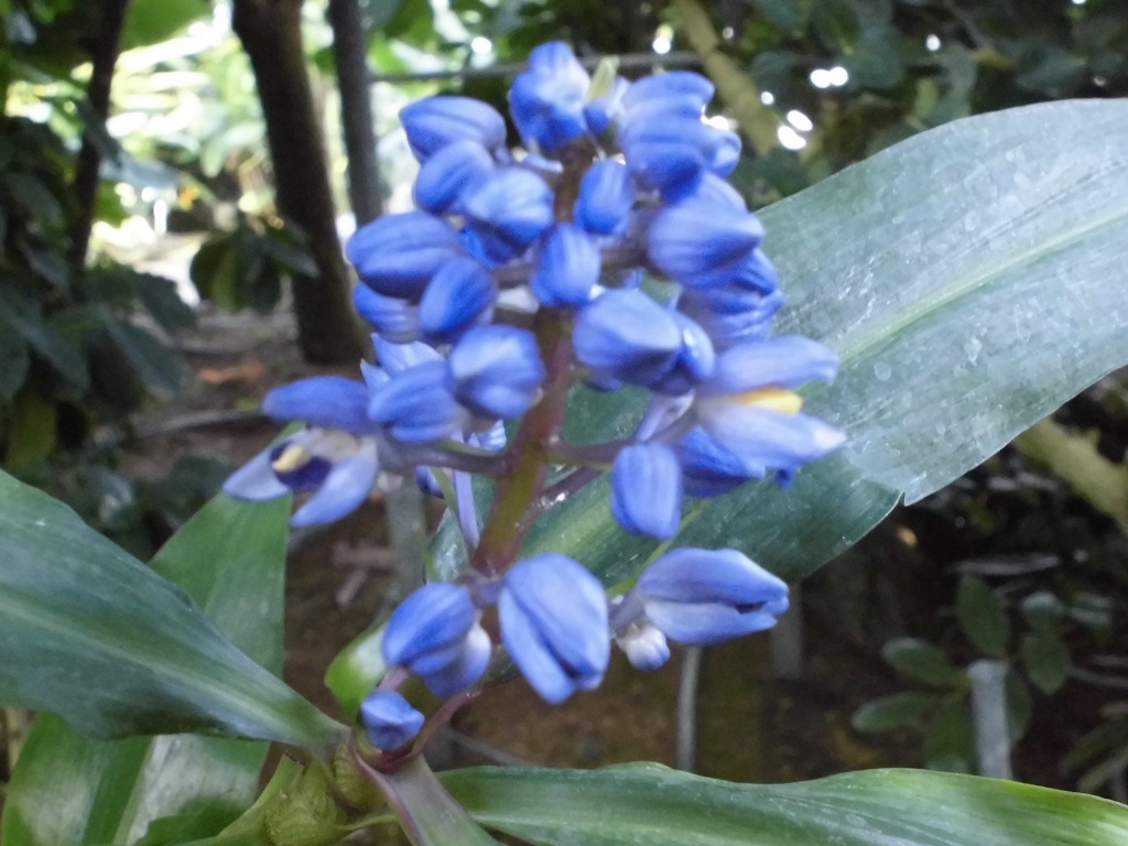 ディコリサンドラ　開花中（ドーム）