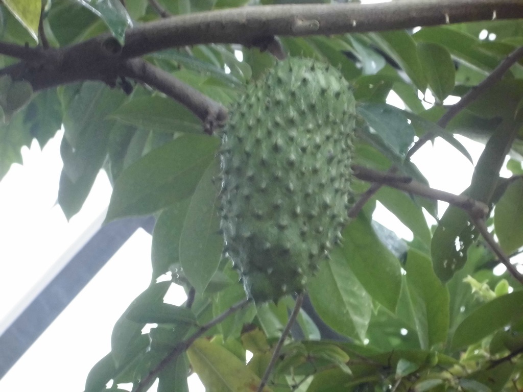 トゲバンレイシ　結実中（ドーム）