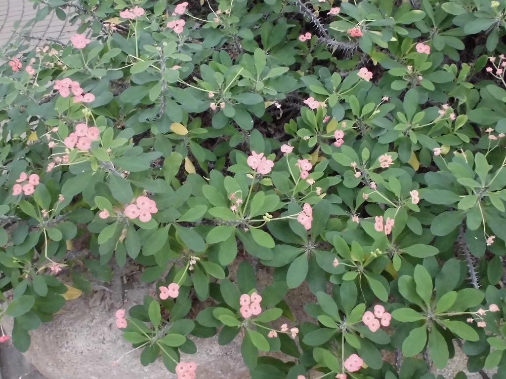 ハナキリン　開花中（ドーム）