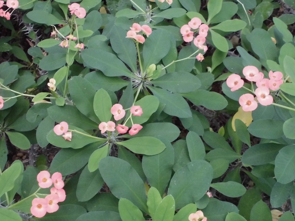 ハナキリン　開花中（ドーム）