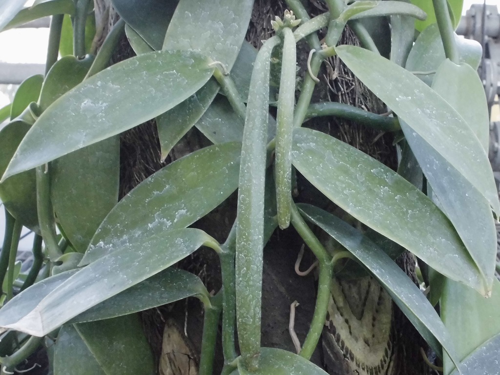 バニラ　結実中（ドーム）