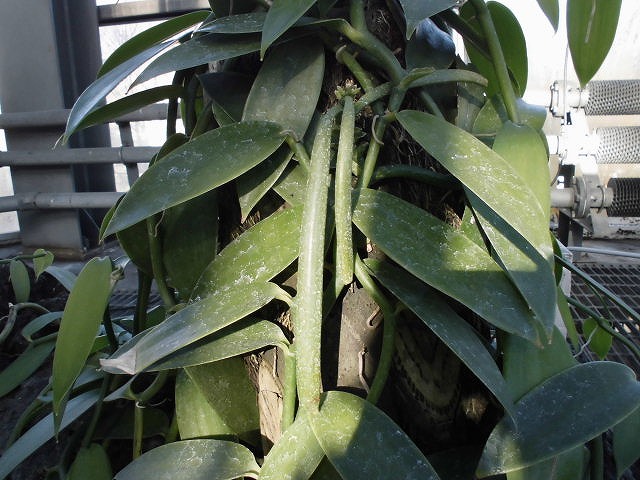 バニラ　結実中（ドーム）