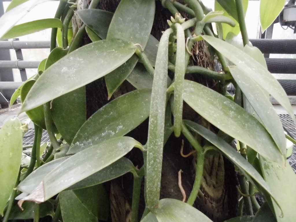 バニラ　結実中（ドーム）