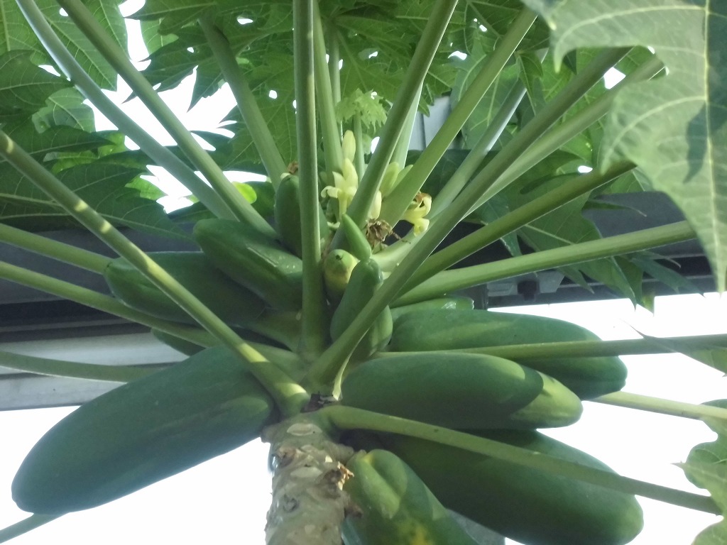 パパイヤ　開花結実中（ドーム）