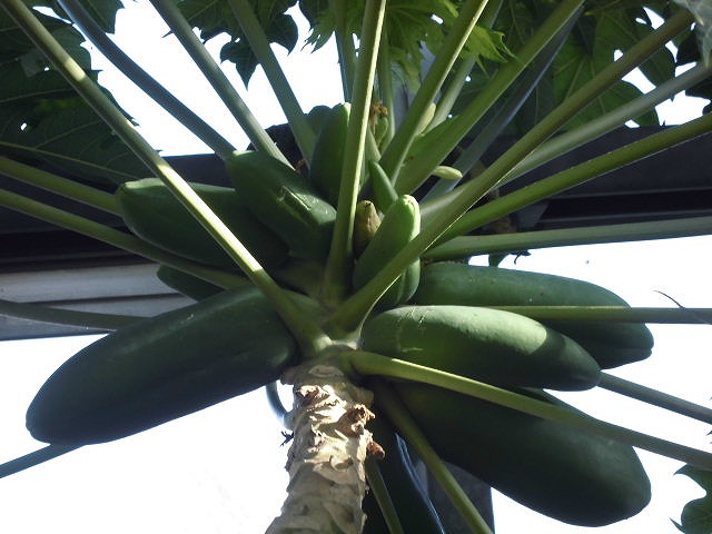 パパイヤ　開花結実中（ドーム）