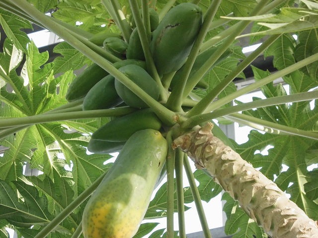 パパイヤ　開花結実中（ドーム）