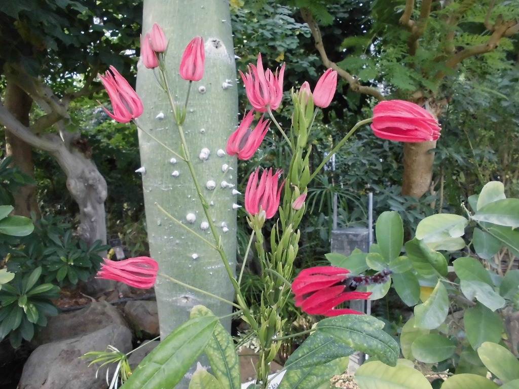 パボニア･インテルメディア　開花中（ドーム）