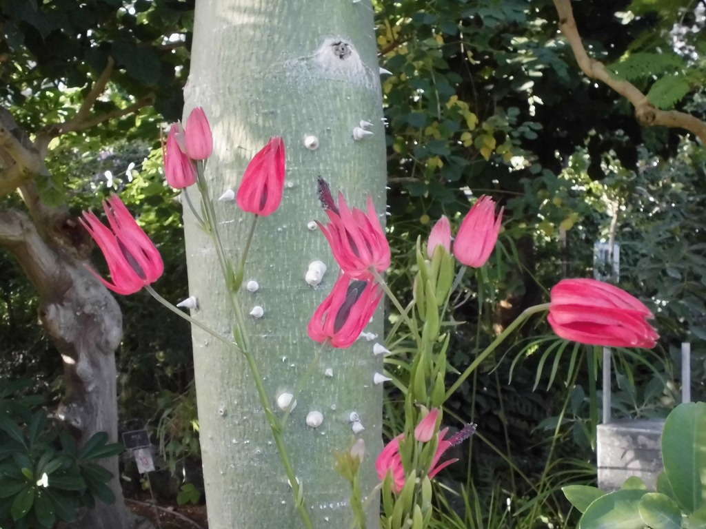 パボニア･インテルメディア　開花中（ドーム）