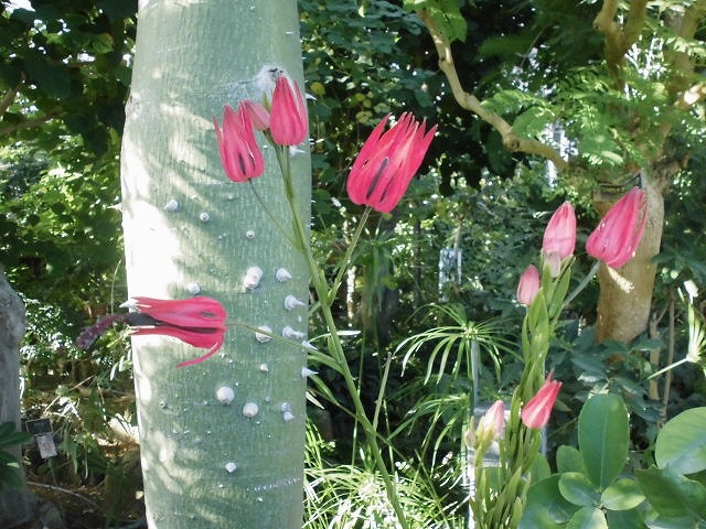 パボニア･インテルメディア　開花中（ドーム）