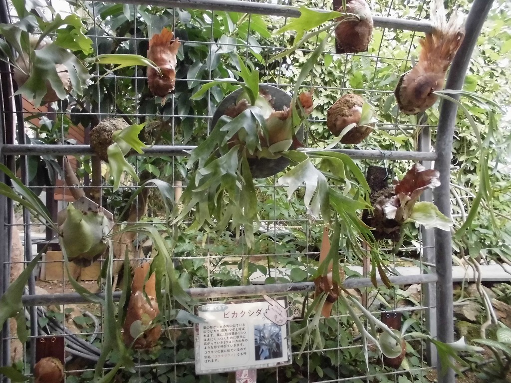 ビカクシダ　（ドーム）シカの群れ⁉