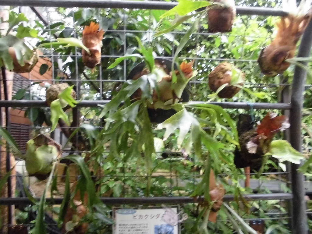 ビカクシダ　（ドーム）シカの群れ⁉