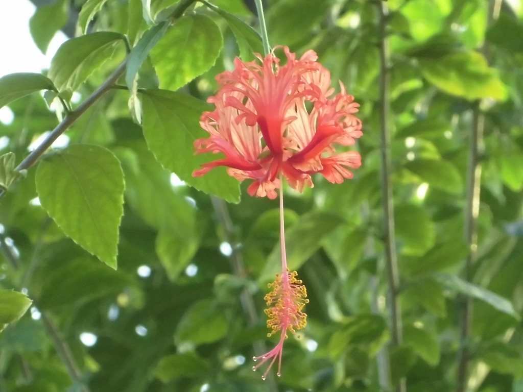 フウリンブッソウゲ　開花中（ドーム）