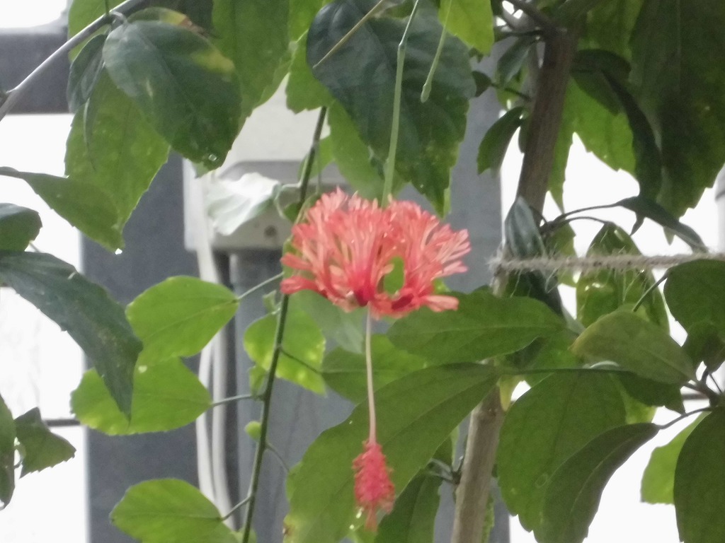 フウリンブッソウゲ　開花中（ドーム）