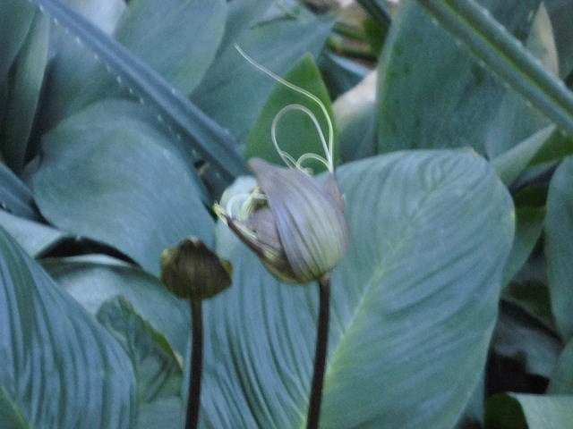 開花情報 - とちぎ花センター