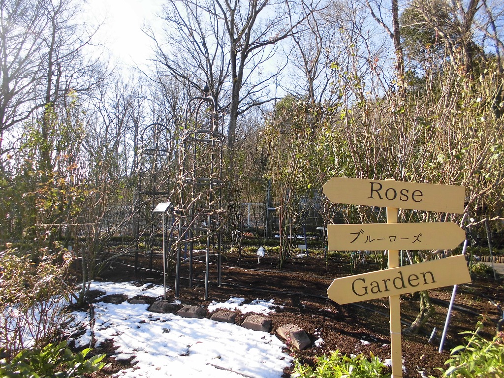 バラ冬支度