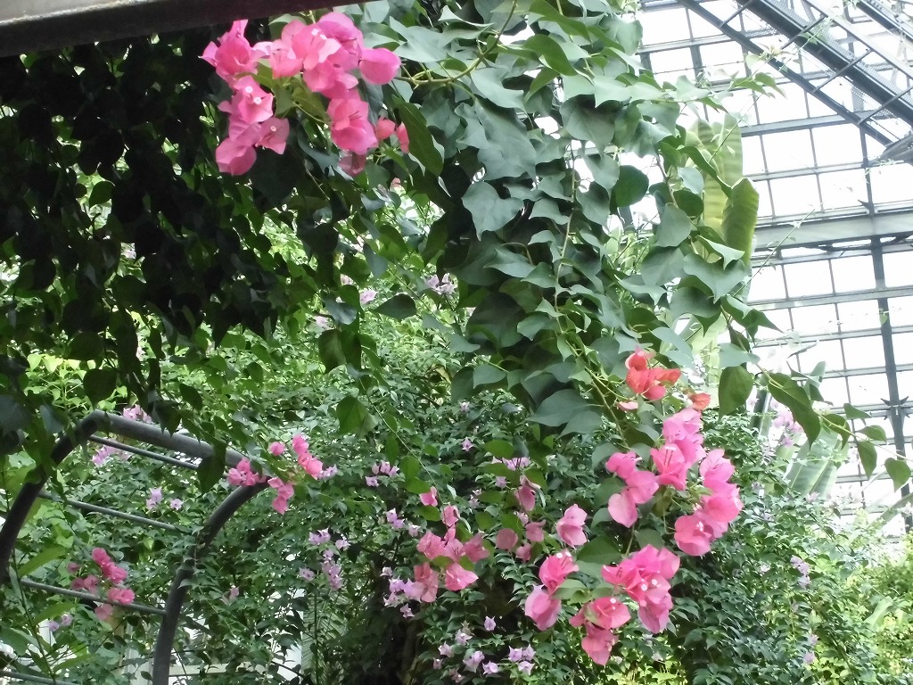 ブーゲンビレア　開花中（ドーム）