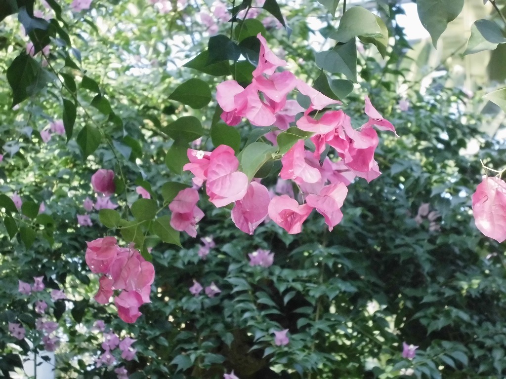 ブーゲンビレア　開花中（ドーム）