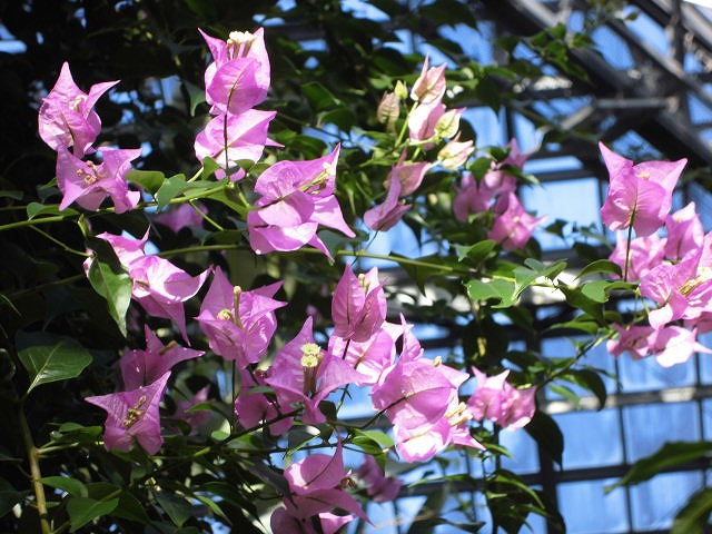 ブーゲンビレア　開花中（ドーム）