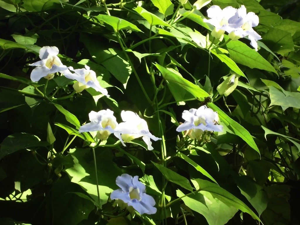 ベンガルヤハズカズラ　開花中（ドーム）