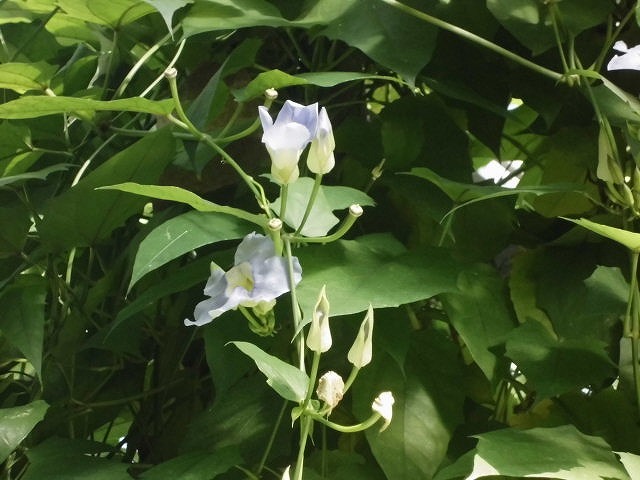 ベンガルヤハズカズラ　開花中（ドーム）