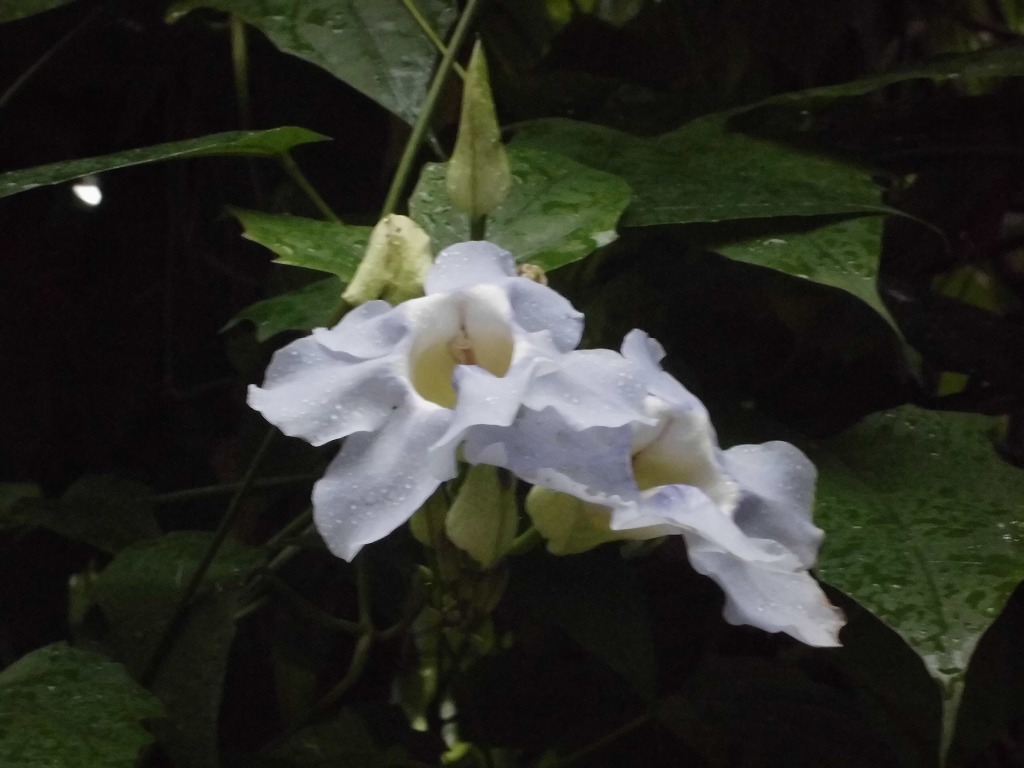 ベンガルヤハズカズラ　開花中（ドーム）