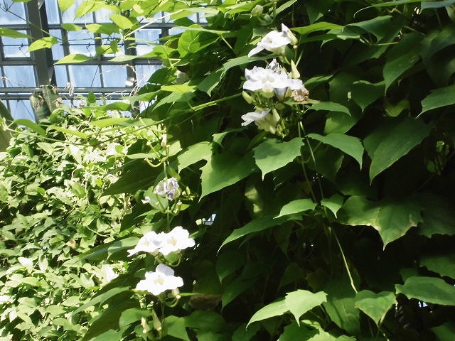 ベンガルヤハズカズラ　開花中（ドーム）