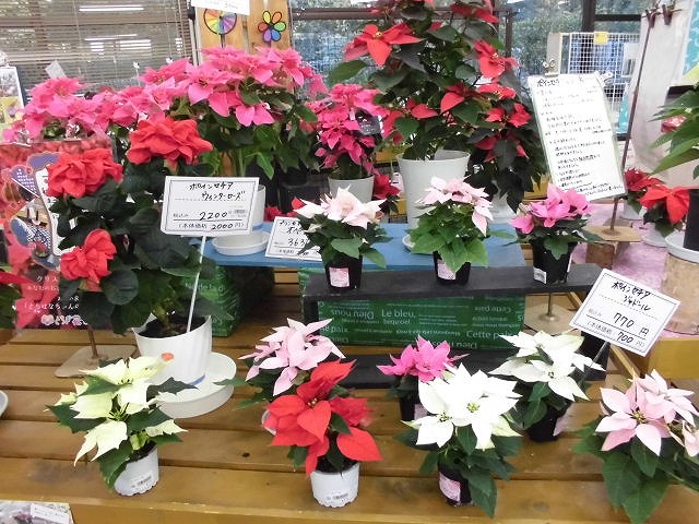 ポインセチア展コラボ