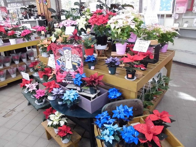 ポインセチア展コラボ