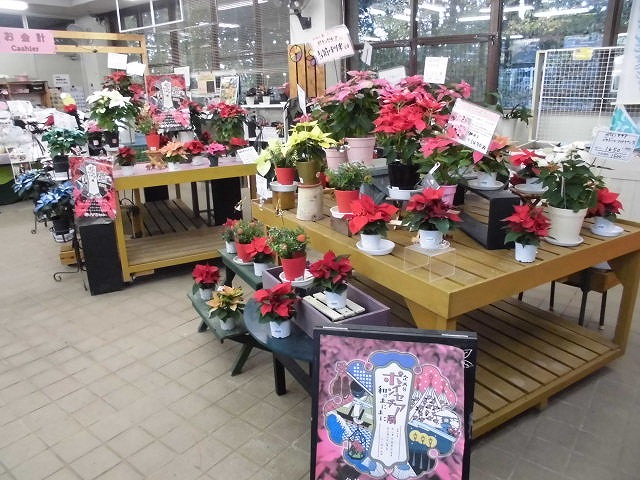 ポインセチア展コラボ