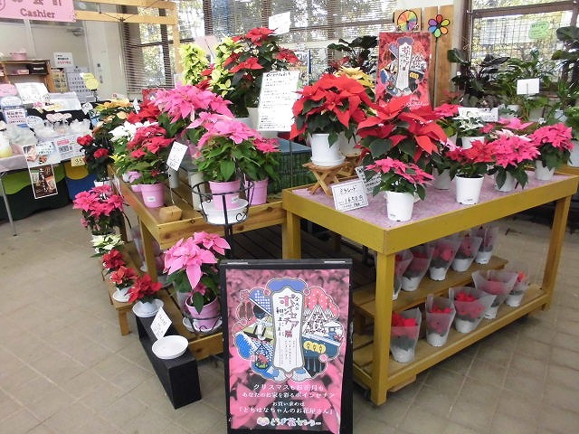 ポインセチア展コラボ