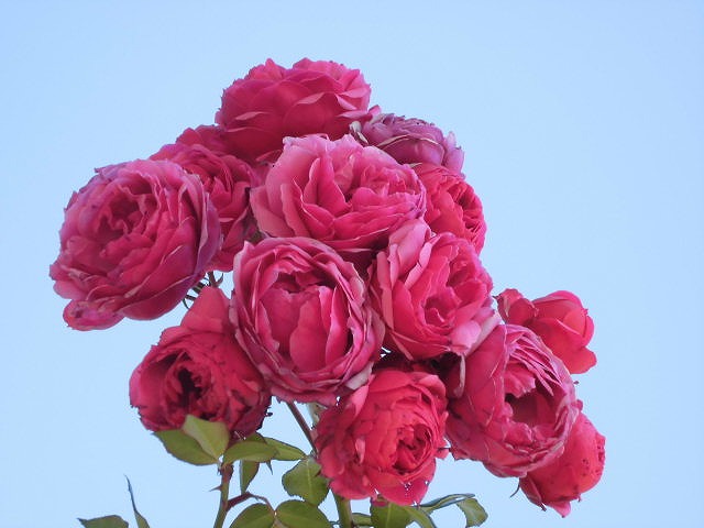 青い空に映えるバラ