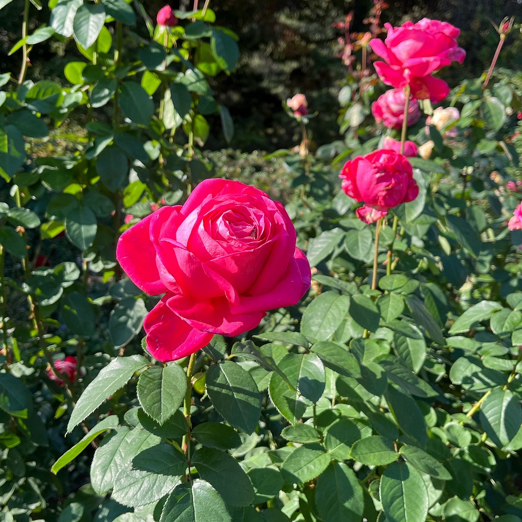 香り高い「マリア・カラス」開花中
