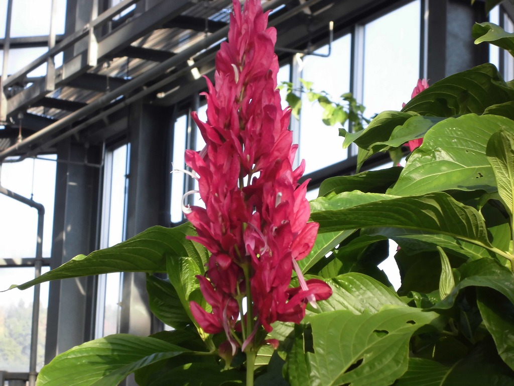 メガスケパスマ　開花中（ドーム）