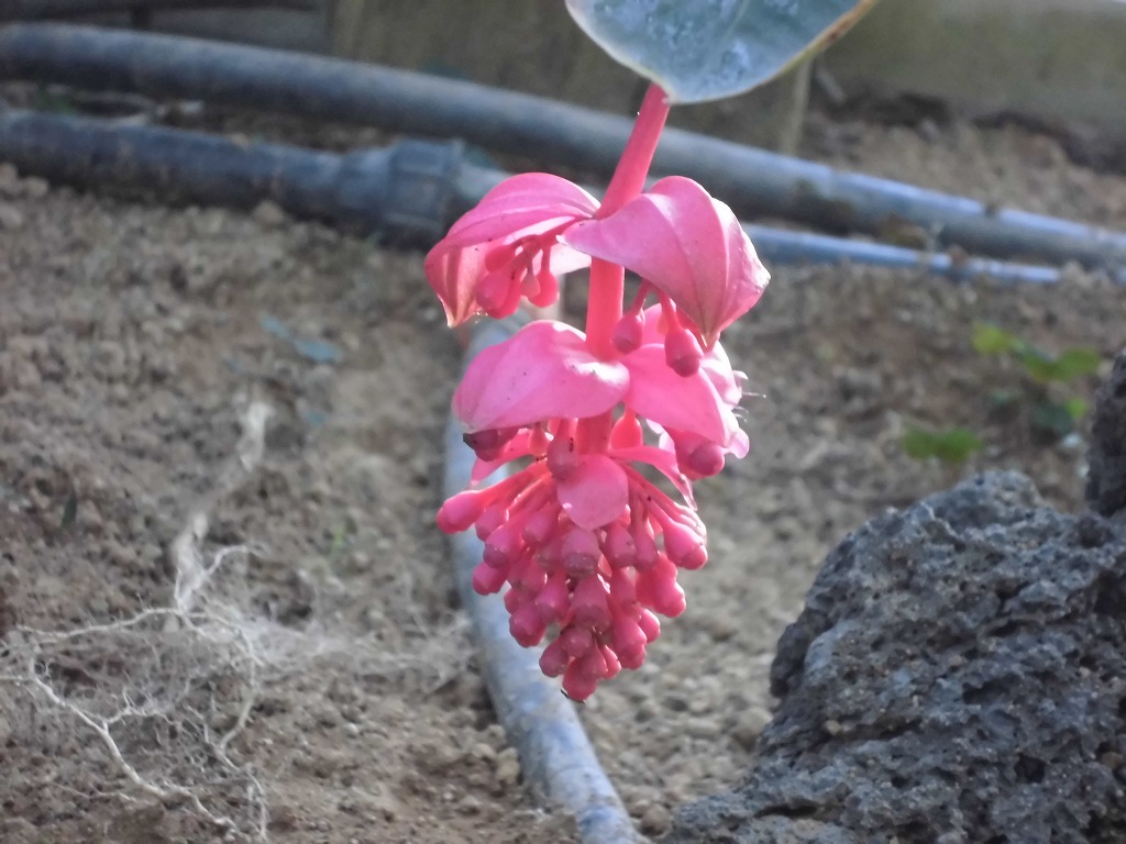 メディニラマグニフィカフラメンコ　蕾状態（ドーム）