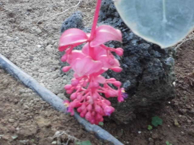 メディニラマグニフィカフラメンコ　開花中（ドーム）