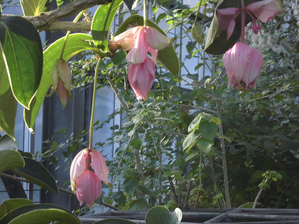 メディニラマグニフィカ　蕾状態（ドーム）